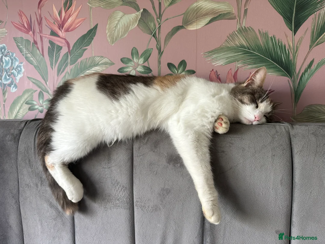 Mixed Breed cats for sale: Maine coon cross sisters  - Advert 5