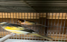 Canaries birds for sale: Coloured Canaries - This Year’s, Top Condition - Image 1