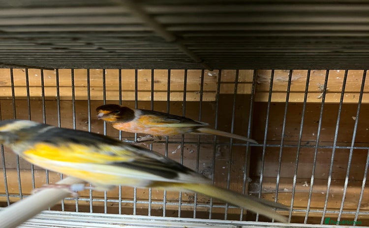 Canaries birds - Advert 1