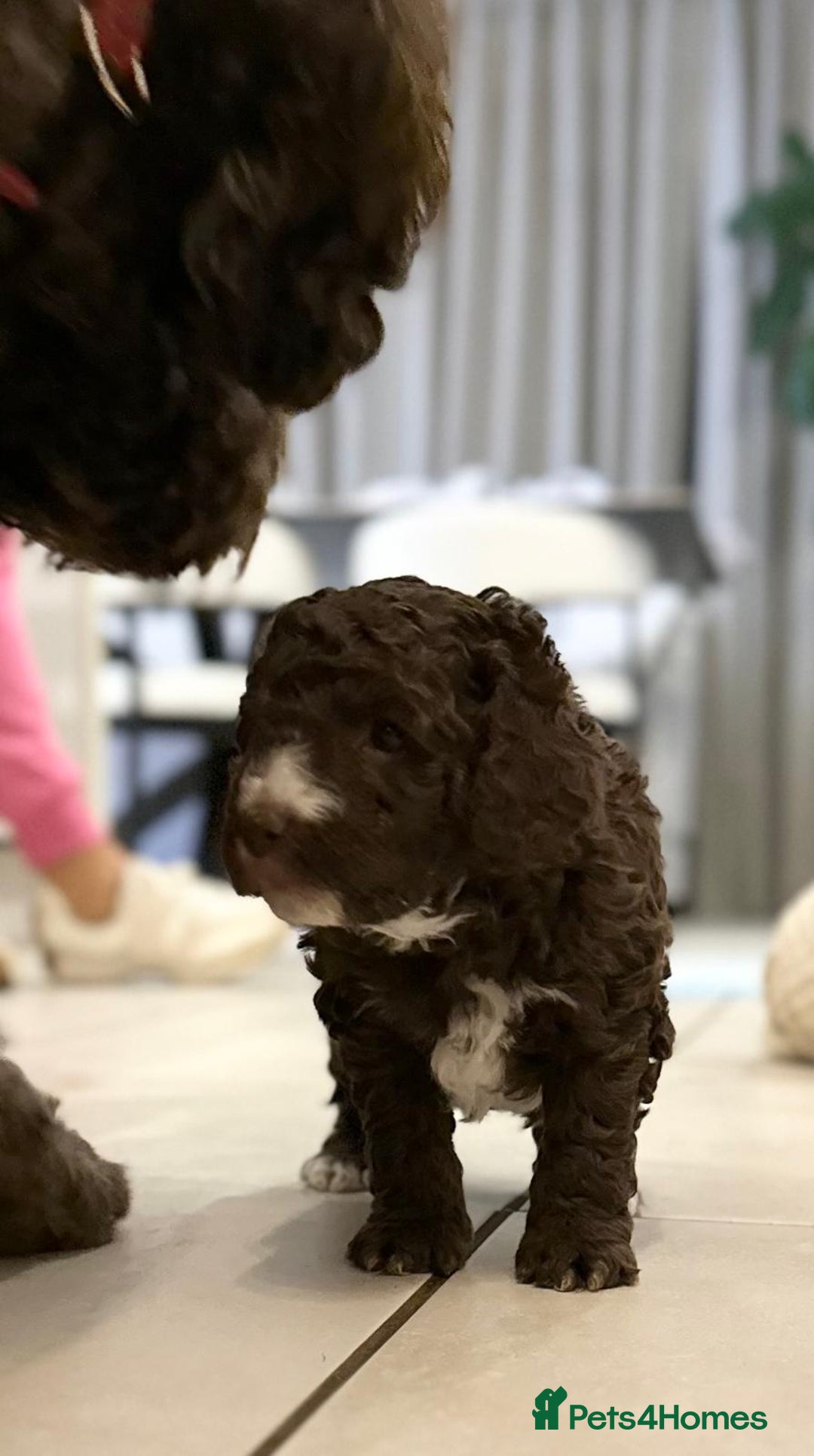 Australian Labradoodle dogs for sale: Australian Labradoodles Puppies - Advert 14