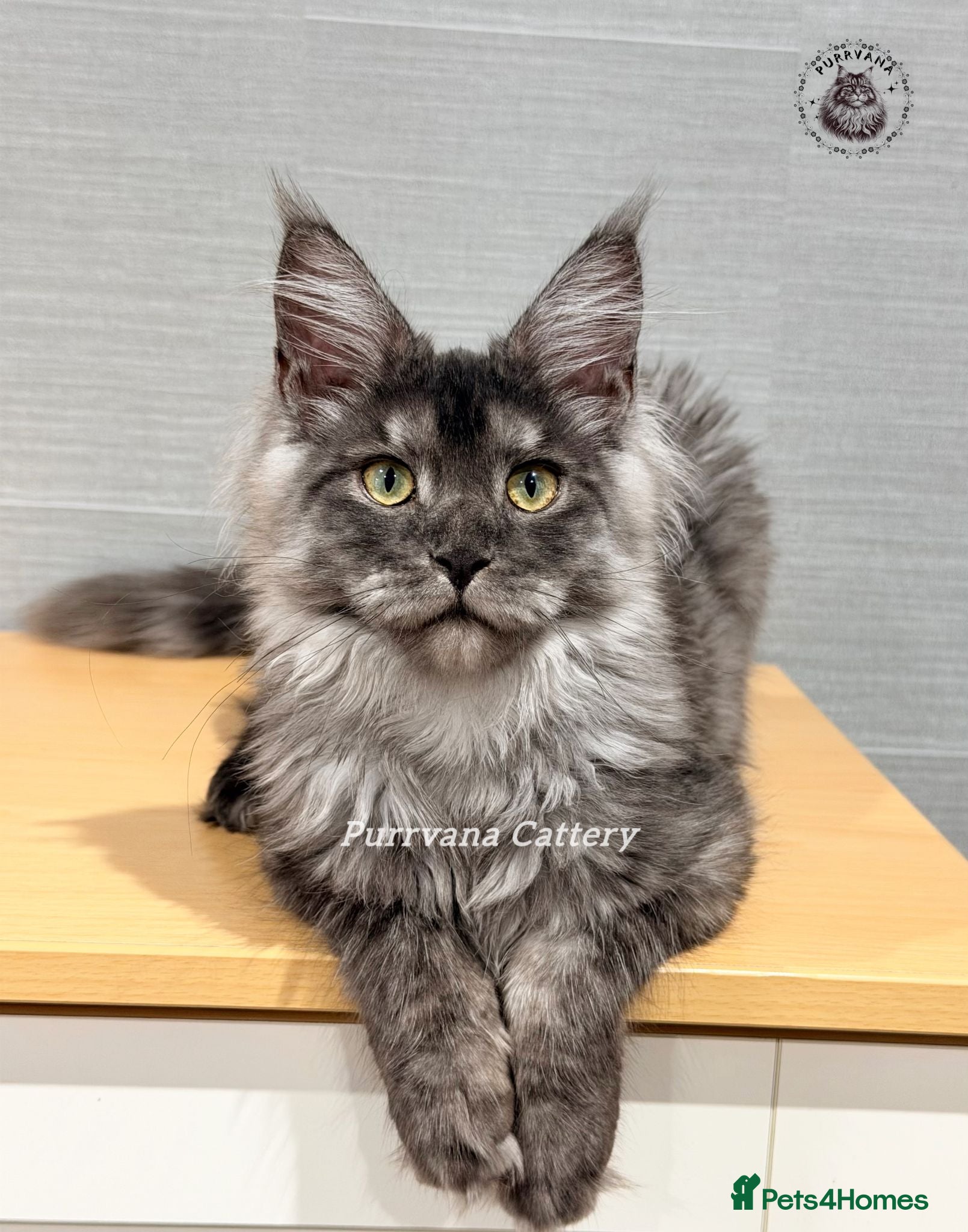 Maine Coon cats TICA registration Maine coon kittens Ready Now - Advert 2