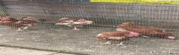 Hens poultry for sale: Backyard chickens - Advert 3