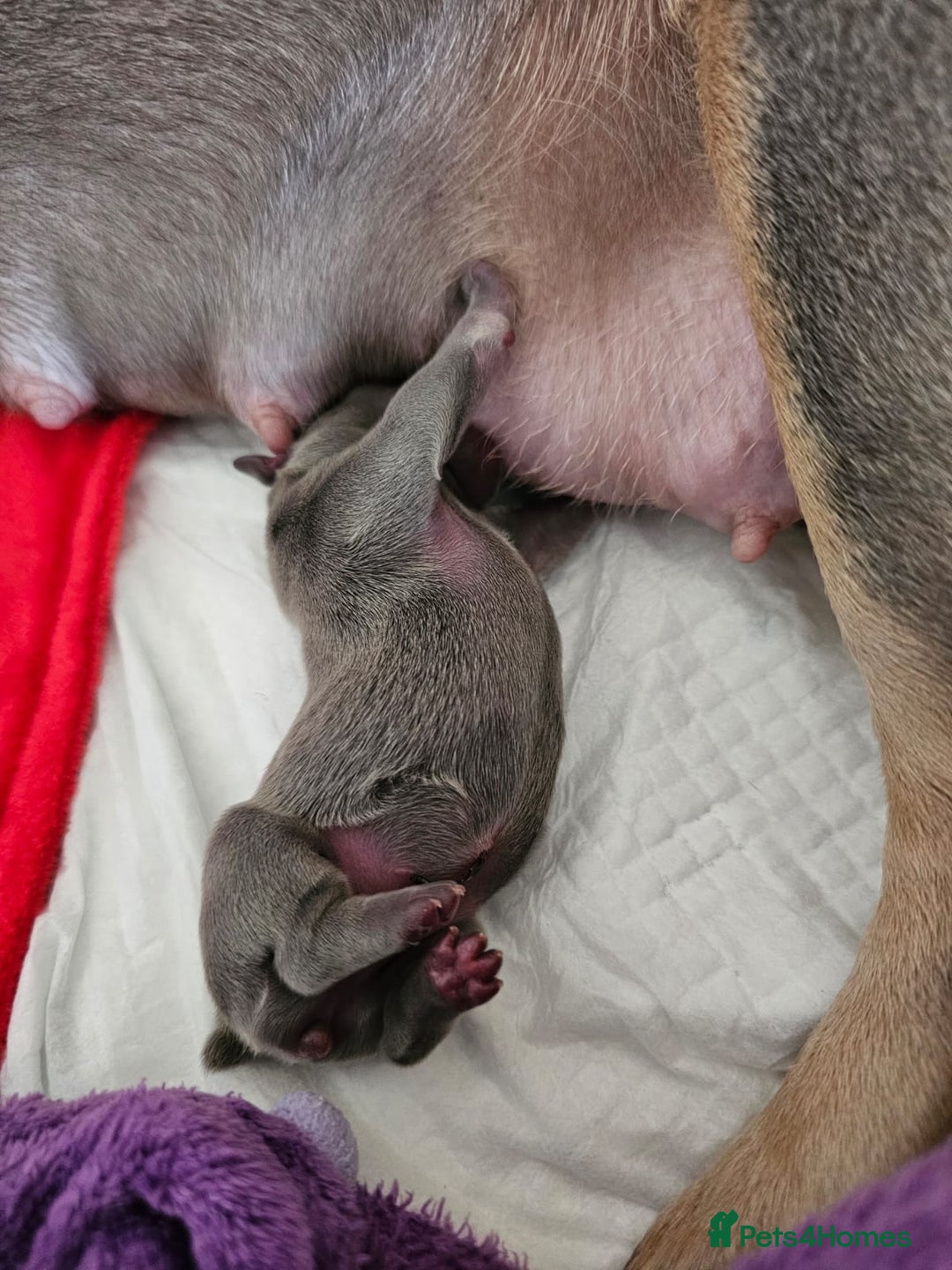 French Bulldog dogs for sale: DISCOUNT AVAILABLE FOR SERIOUSLY INTERESTED BUYERS - Advert 10