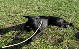 Whippet dogs for sale: Whippet Pups For Sale - Image 14
