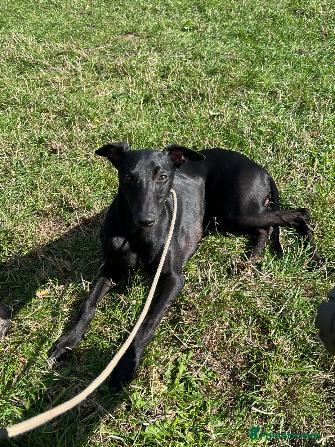 Whippet dogs for sale: Whippet Pups For Sale - Image 14