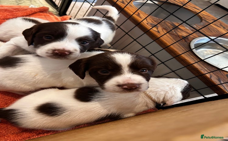 English Springer Spaniel dogs - Advert 5