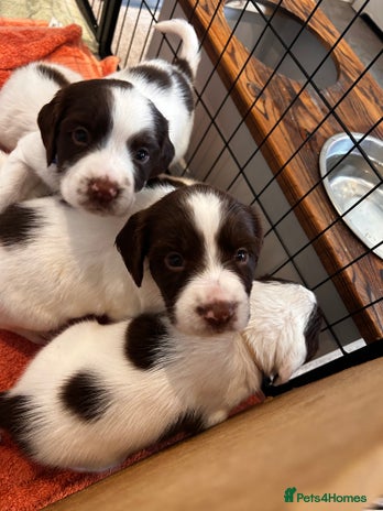 English Springer Spaniel dogs - Advert 1