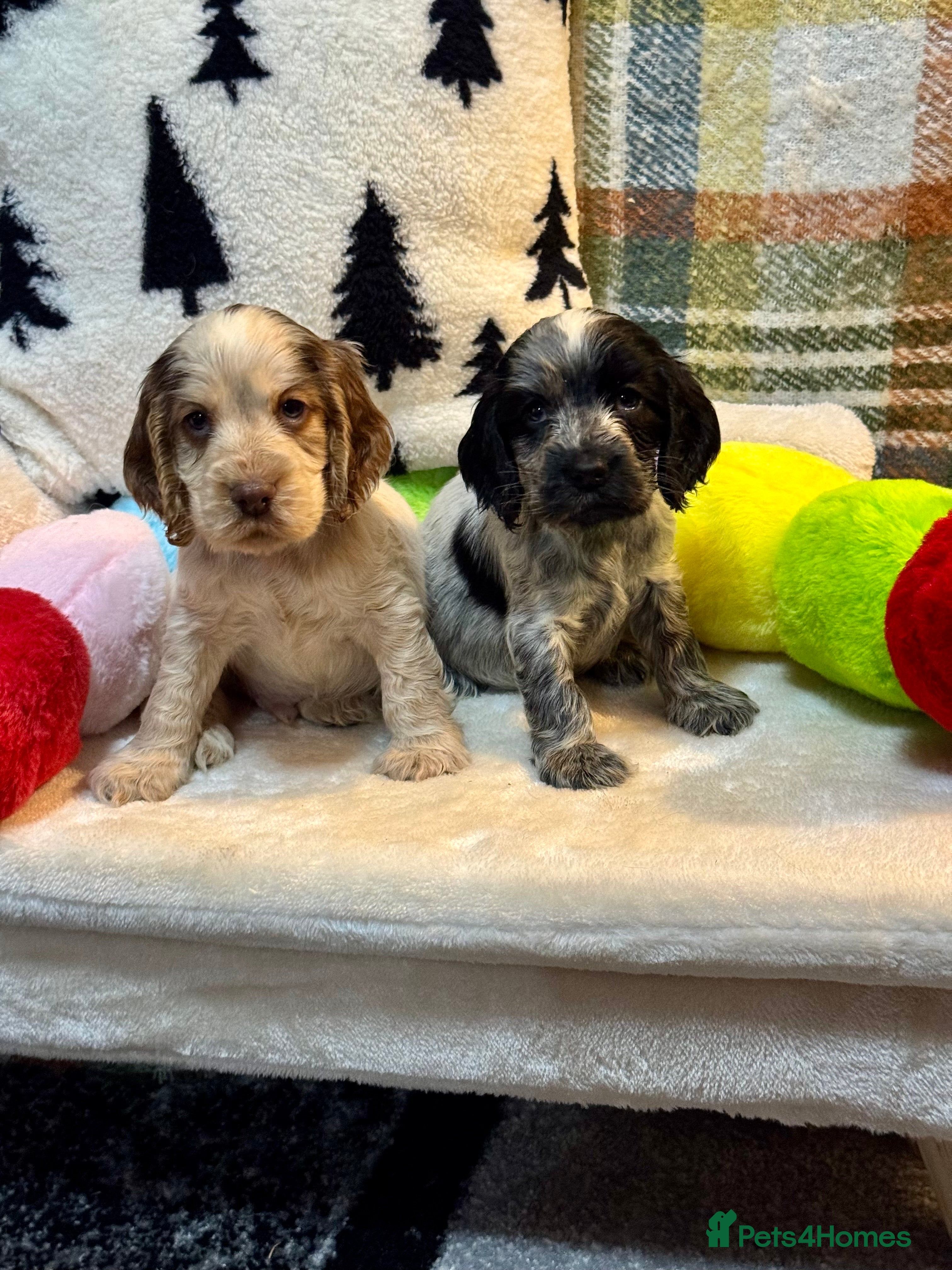 Cocker Spaniel dogs 4 gorgeous show type cocker spaniel dna clear  - Advert 6