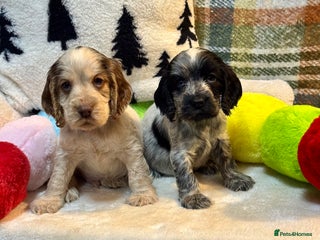 Cocker Spaniel dogs 4 gorgeous show type cocker spaniel dna clear - Advert 1