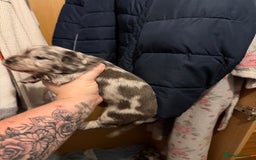Dachshund dogs for sale: 2 beautiful girls - Image 18