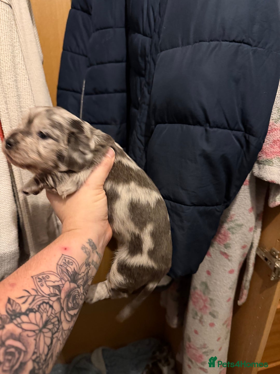 Dachshund dogs for sale: 2 beautiful girls - Image 18