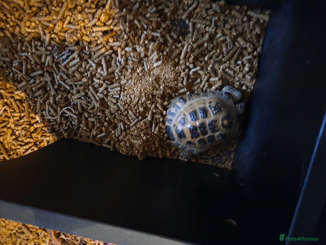 Tortoise reptiles for sale: Tortoise and tortoise table - Image 4