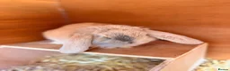 French Lop rabbits for sale: 2 Beautiful French Lop Baby Bunnies 🐰 - Advert 6