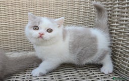 British Shorthair cats for sale: Champion lines British Shorthair Kittens  in Coatbridge - Image 5