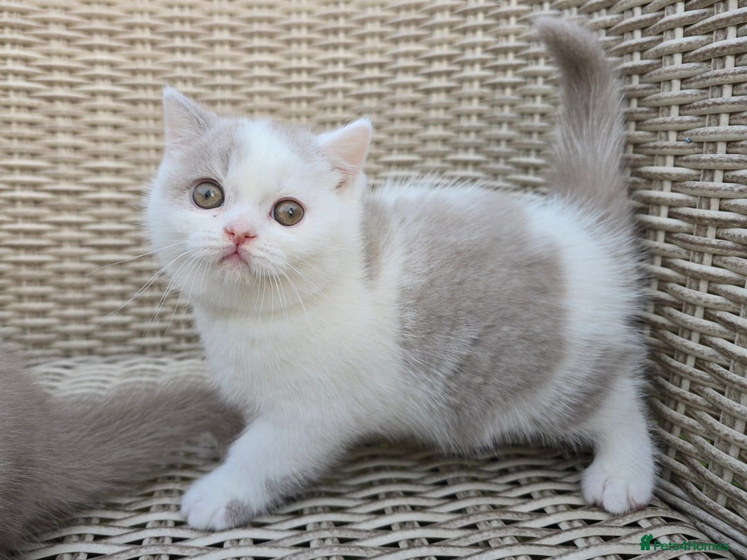 British Shorthair cats for sale: Champion lines British Shorthair Kittens  in Coatbridge - Image 5