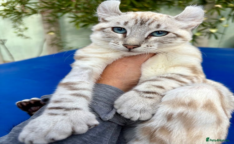 Keetso cats - Advert 1