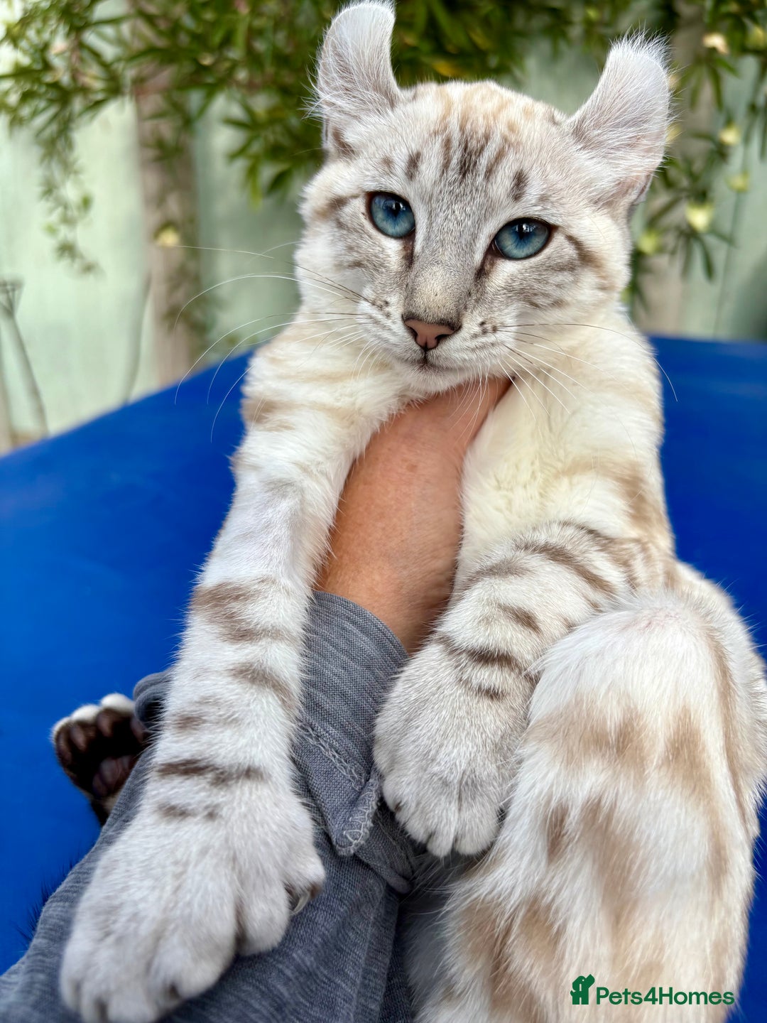 Keetso cats for sale: Breath taking polydactyl curled eared girl  - Image 1