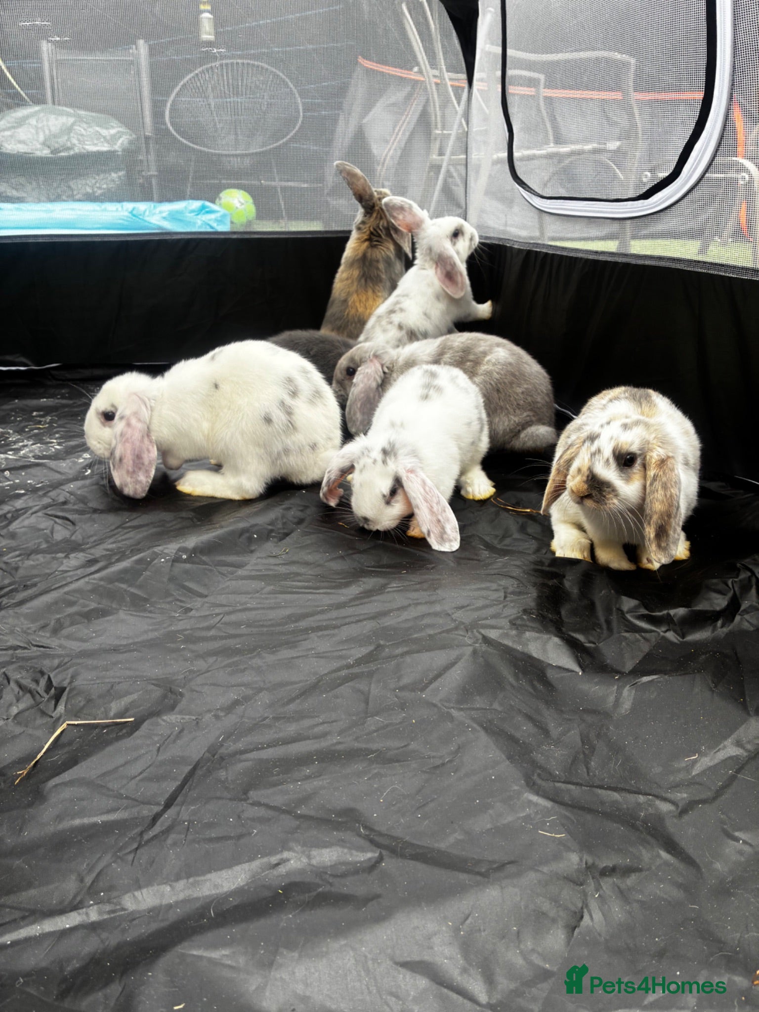 Mini Lop rabbits Gorgeous Lop eared Rabbits ready 27/06/2026 - Advert 2