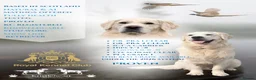 Golden Retriever dogs for stud: KC GOLDEN RETRIEVER ⭐️STUD⭐️ - Advert 1