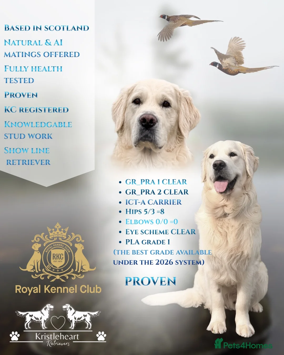Golden Retriever dogs for stud: KC GOLDEN RETRIEVER ⭐️STUD⭐️ - Advert 1