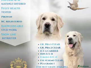 Golden Retriever dogs KC GOLDEN RETRIEVER ⭐️STUD⭐️ - Advert 17