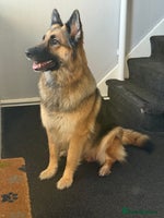 German Shepherd dogs - Advert 10