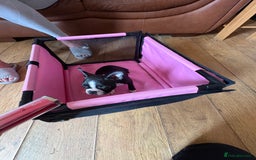 Boston Terrier dogs for sale: 🩷BOSTON TERRIER PUPPIES🩷 - Image 16