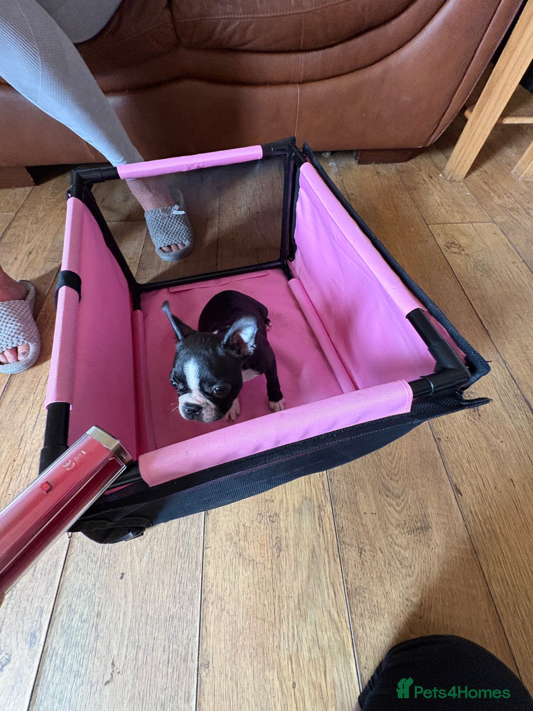 Boston Terrier dogs for sale: 🩷BOSTON TERRIER PUPPIES🩷 - Image 16