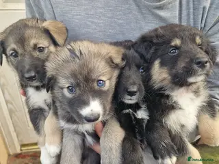 Mixed Breed dogs Stunning siberian husky cross coltriever pups - Advert 1