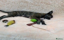 Mixed Breed dogs for adoption: 💙🐶 MILO 🐶💙 - Image 9
