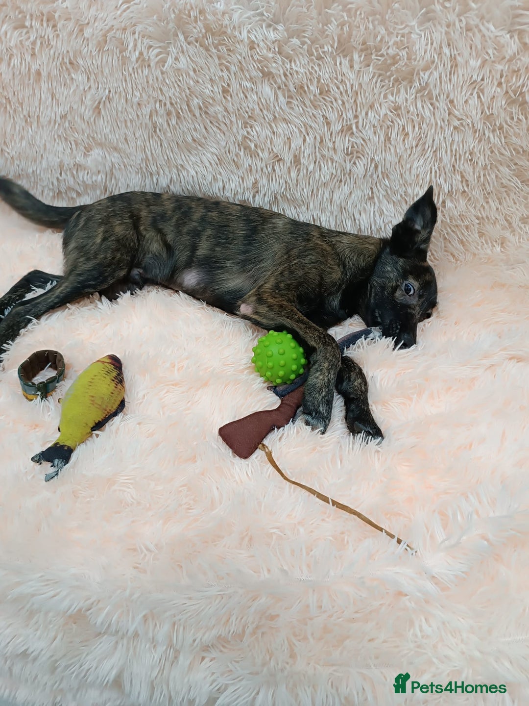 Mixed Breed dogs for adoption: 💙🐶 MILO 🐶💙 - Image 9