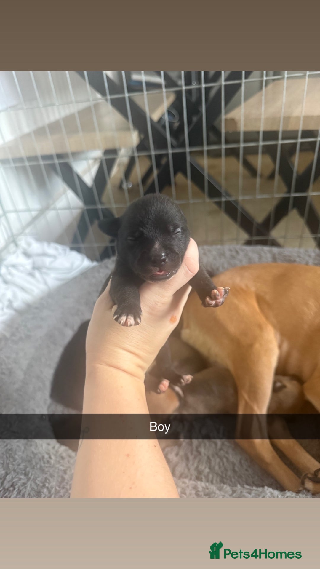 Mixed Breed dogs for sale: Staffy mixed breed pups  - Advert 6