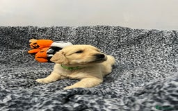 Golden Retriever dogs for sale: KC, Extensively health tested goldens boy and girl - Image 12