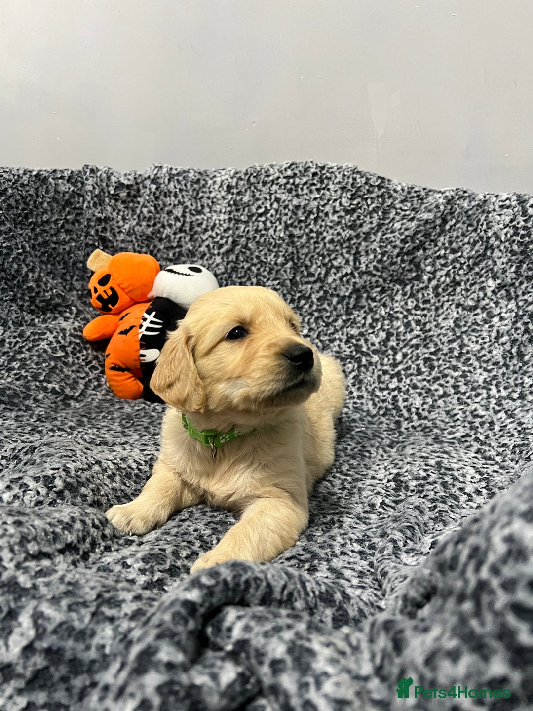 Golden Retriever dogs for sale: KC, Extensively health tested goldens boy and girl - Image 12