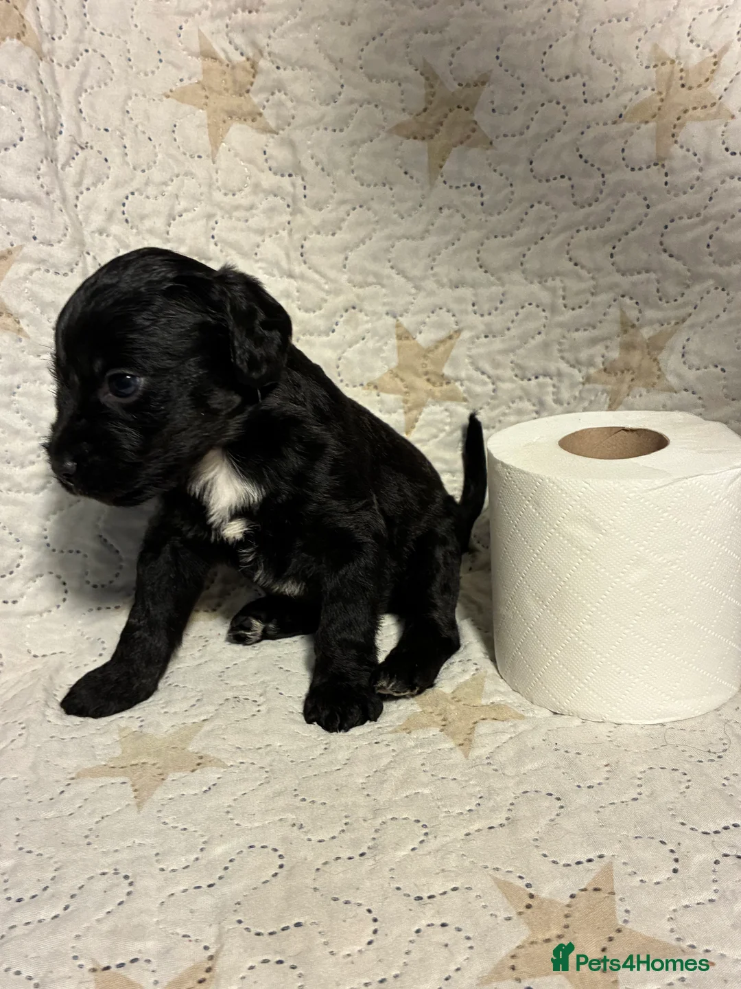 Mixed Breed dogs for sale: Staffypoo’s - Advert 2