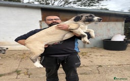 Anatolian Shepherd dogs for sale: Anatolian Shepherd(Malakli) - Image 9
