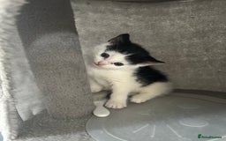 Domestic Shorthair cats for sale: Kitten - Image 7