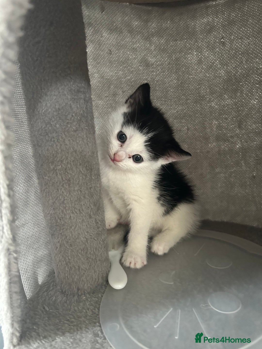 Domestic Shorthair cats for sale: Kitten - Image 7