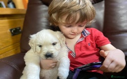 Golden Retriever dogs for sale: KC, Extensively Health tested Parents. Snow white - Image 26