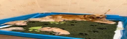 Golden Retriever dogs for sale: KC Registered Golden Retrievers - Advert 14