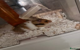 Hamster rodents for sale: Syrian Hamster  - Image 2