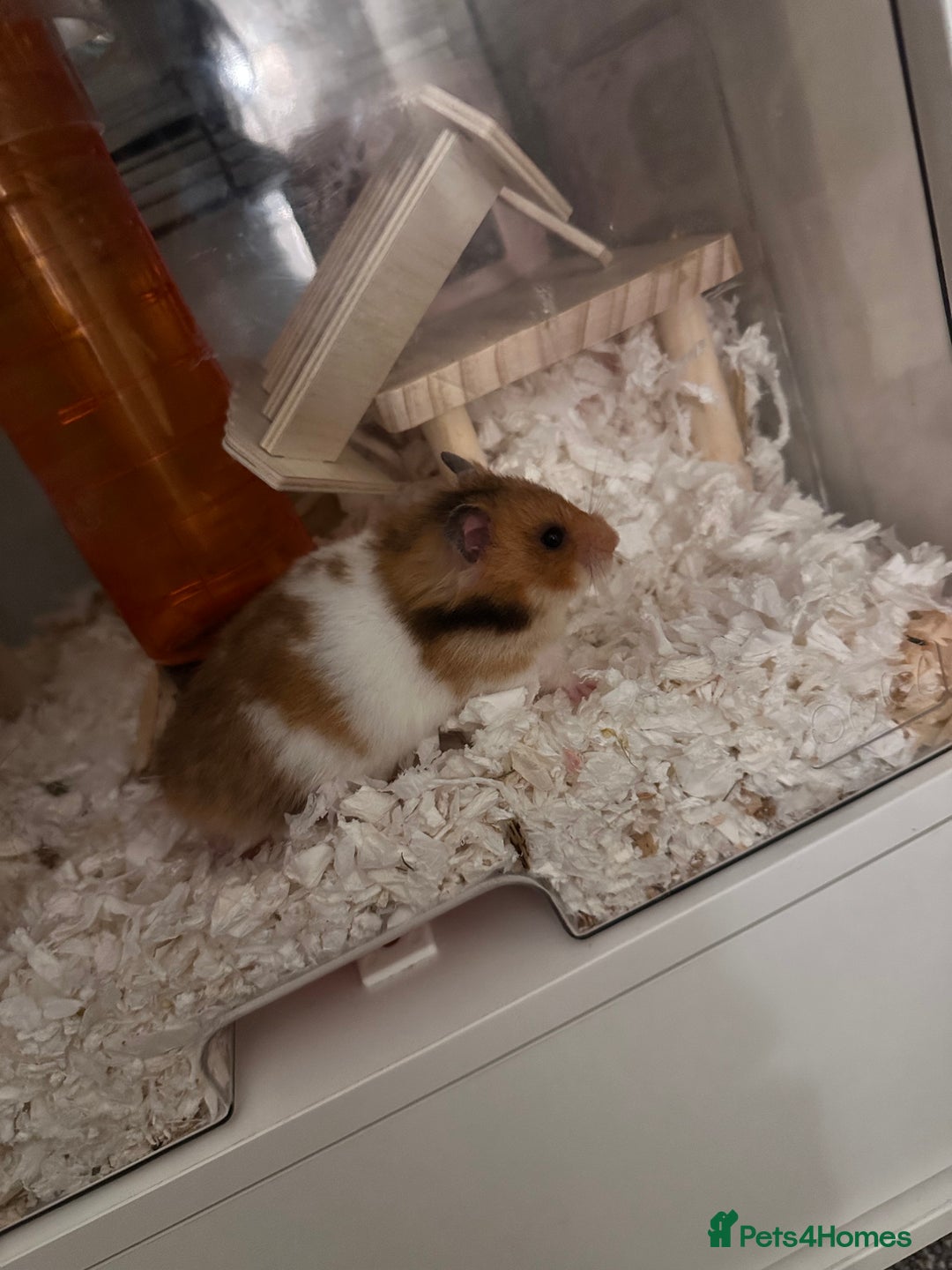 Hamster rodents for sale: Syrian Hamster  - Image 2