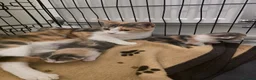 Mixed Breed cats for sale: 2 kittens for sale  - Advert 10