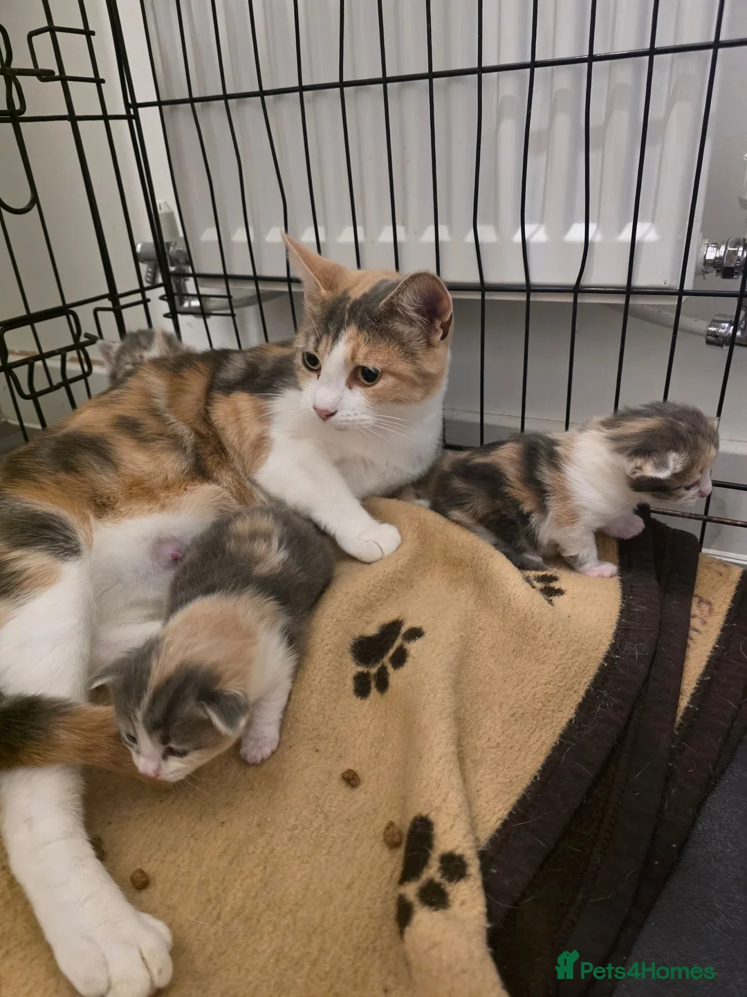 Mixed Breed cats for sale: 2 kittens for sale  - Advert 10
