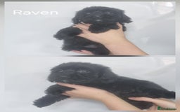 Cockapoo dogs for sale: READY NOWToy f1b cockapoo  - Image 6