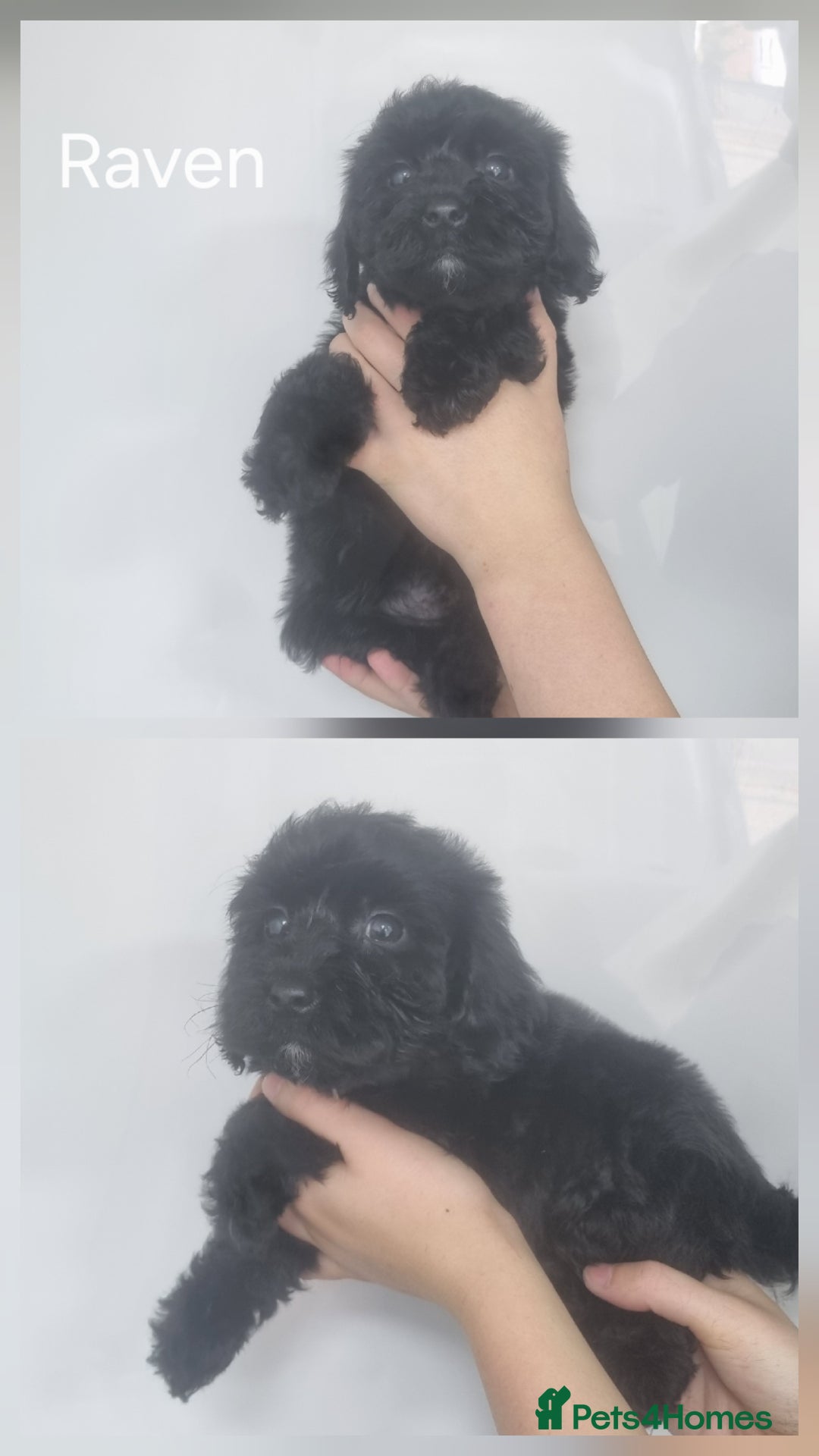 Cockapoo dogs for sale: READY NOWToy f1b cockapoo  - Image 6