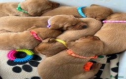 Labrador Retriever dogs for sale: Beautiful KC Fox Red Labrador Puppies - Image 24
