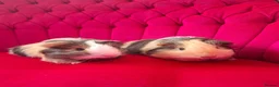Guinea Pig rodents for sale: Long smooth coated sheltie - Advert 8