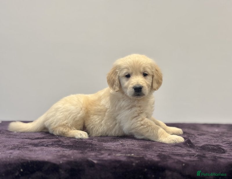 Golden Retriever dogs Fully vaccinated Golden retriever girl - Advert 3