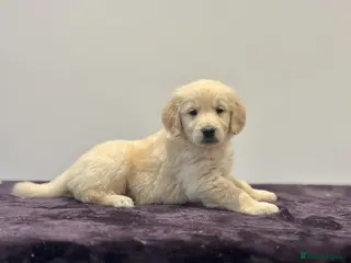 Golden Retriever dogs Fully vaccinated Golden retriever girl - Advert 3